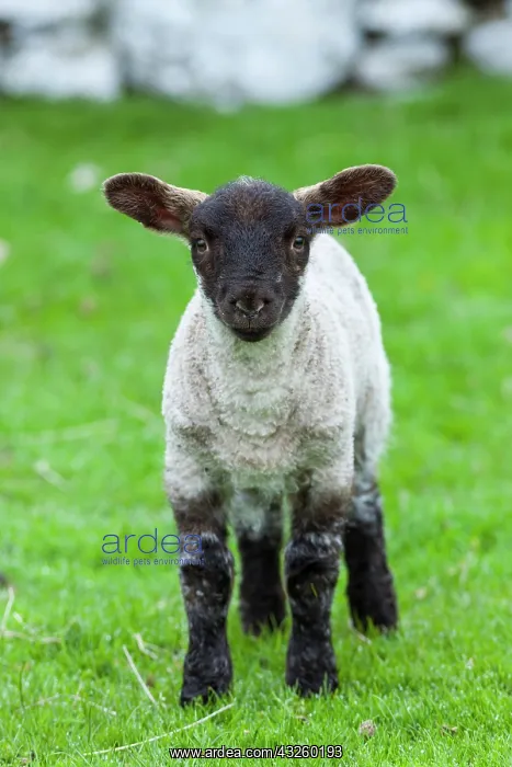 : Shetland Sheep, a traditional, hardy breed : Shetland Sheep, a traditional, hardy breed