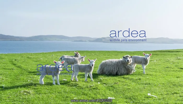 : Shetland Sheep, a traditional, hardy breed : Shetland Sheep, a traditional, hardy breed