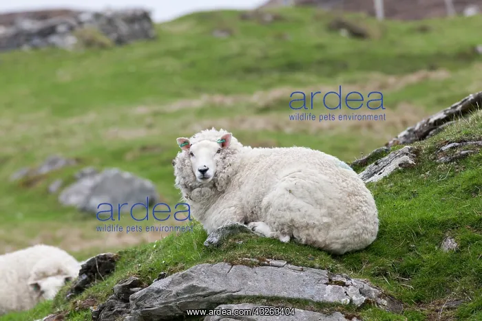 : Shetland Sheep, a traditional, hardy breed : Shetland Sheep, a traditional, hardy breed