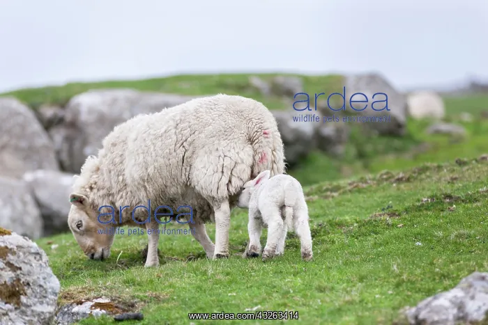 : Shetland Sheep, a traditional, hardy breed : Shetland Sheep, a traditional, hardy breed