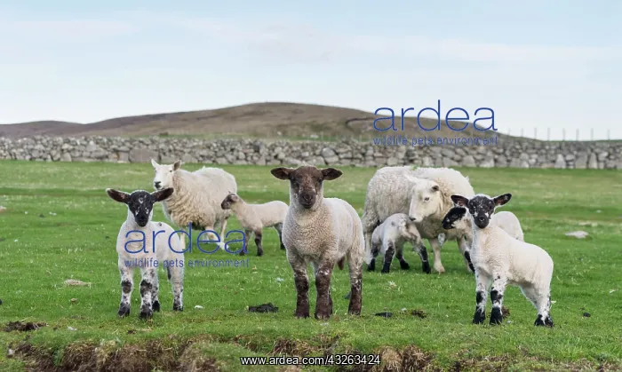 : Shetland Sheep, a traditional, hardy breed : Shetland Sheep, a traditional, hardy breed