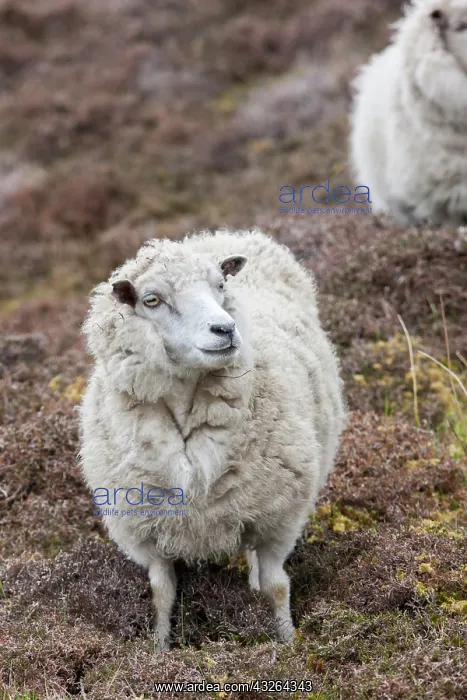 : Shetland Sheep, a traditional, hardy breed : Shetland Sheep, a traditional, hardy breed