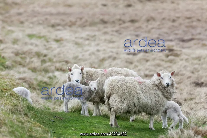 : Shetland Sheep, a traditional, hardy breed : Shetland Sheep, a traditional, hardy breed