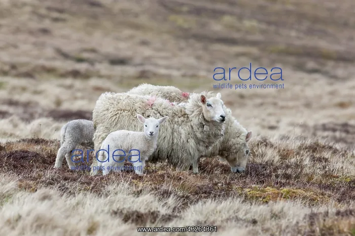 : Shetland Sheep, a traditional, hardy breed : Shetland Sheep, a traditional, hardy breed