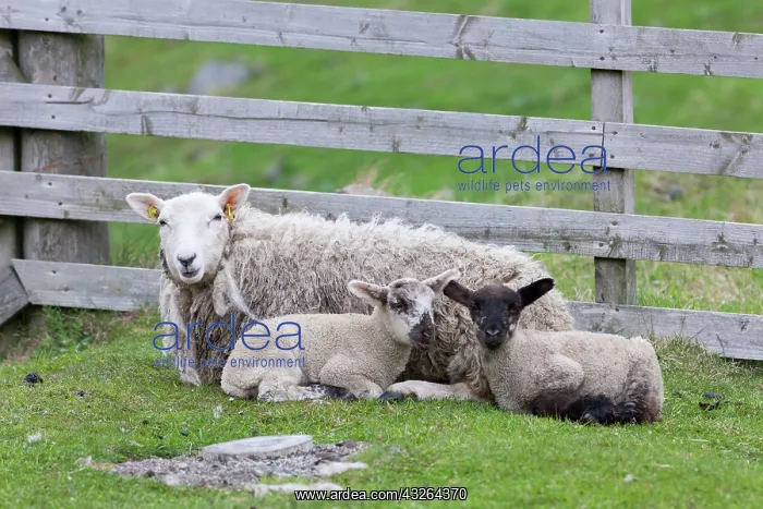 : Shetland Sheep, a traditional, hardy breed : Shetland Sheep, a traditional, hardy breed