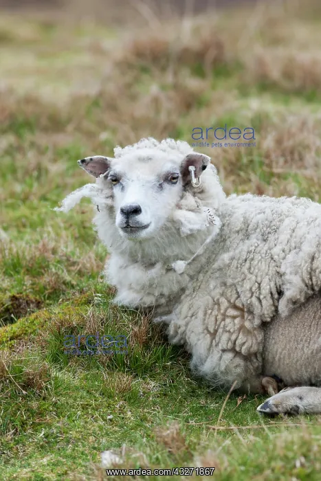 : Shetland Sheep, a traditional, hardy breed : Shetland Sheep, a traditional, hardy breed