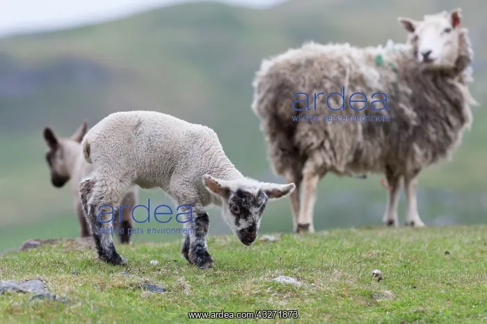 : Shetland Sheep, a traditional, hardy breed : Shetland Sheep, a traditional, hardy breed