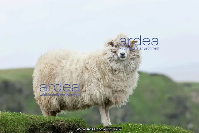 : Shetland Sheep, a traditional, hardy breed : Shetland Sheep, a traditional, hardy breed