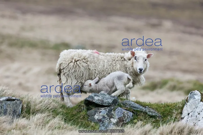 : Shetland Sheep, a traditional, hardy breed : Shetland Sheep, a traditional, hardy breed