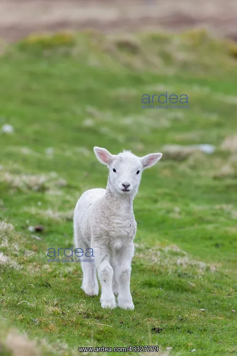 : Shetland Sheep, a traditional, hardy breed : Shetland Sheep, a traditional, hardy breed