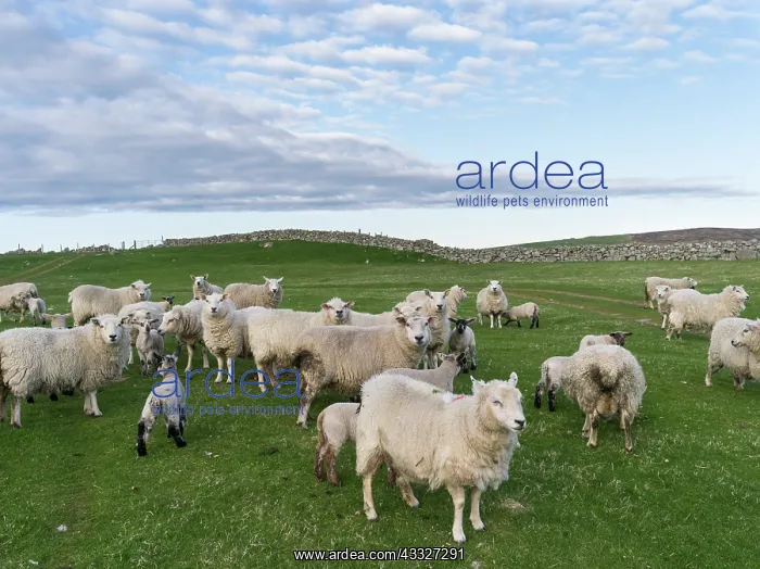 : Shetland Sheep, a traditional, hardy breed : Shetland Sheep, a traditional, hardy breed