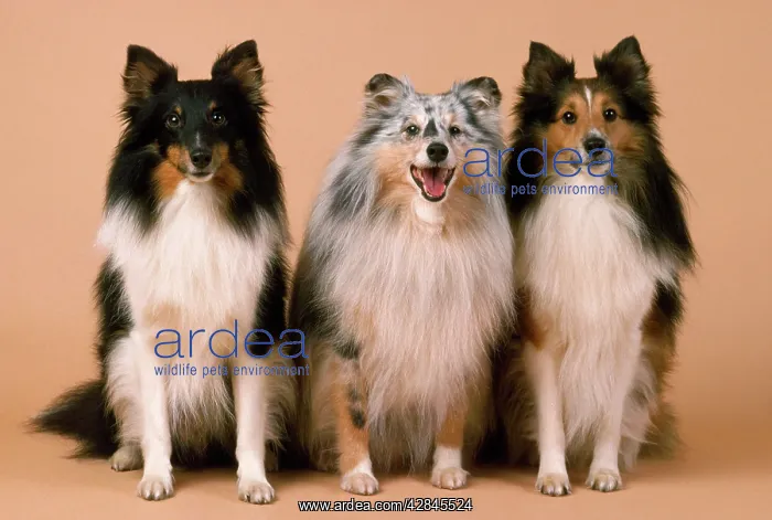  : SHETLAND SHEEPDOG