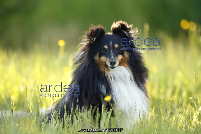 : Shetland Sheepdog male sitting on the grass France : Shetland Sheepdog male sitting on the grass France