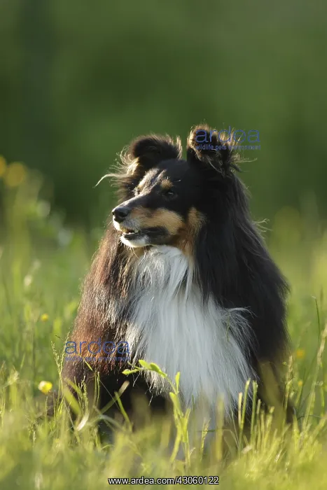 : Shetland Sheepdog male sitting on the grass France : Shetland Sheepdog male sitting on the grass France