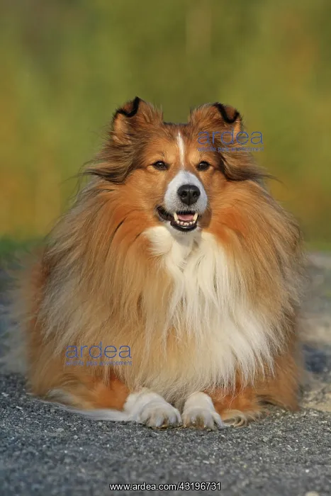 : Shetland Sheepdog, Sheltie, is lying on a slab Shetland : Shetland Sheepdog, Sheltie, is lying on a slab Shetland