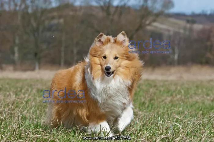 : Shetland Sheepdog, Sheltie, running on meadow : Shetland Sheepdog, Sheltie, running on meadow