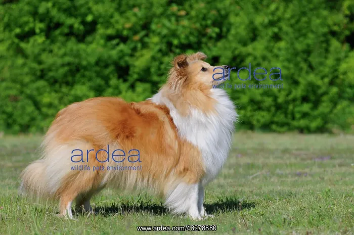 : Shetland Sheepdog or Sheltie, sable coloured, standing : Shetland Sheepdog or Sheltie, sable coloured, standing