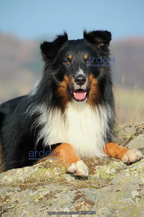 : Shetland Sheepdog, Sheltie, tricolour, lying on : Shetland Sheepdog, Sheltie, tricolour, lying on