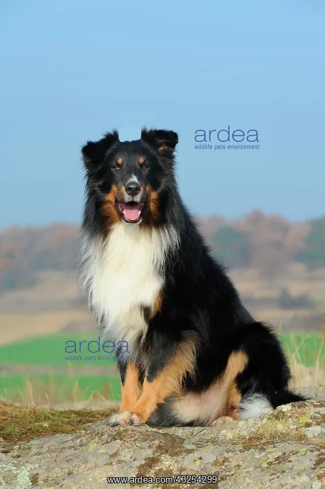 : Shetland Sheepdog, Sheltie, tricolour, sitting on : Shetland Sheepdog, Sheltie, tricolour, sitting on