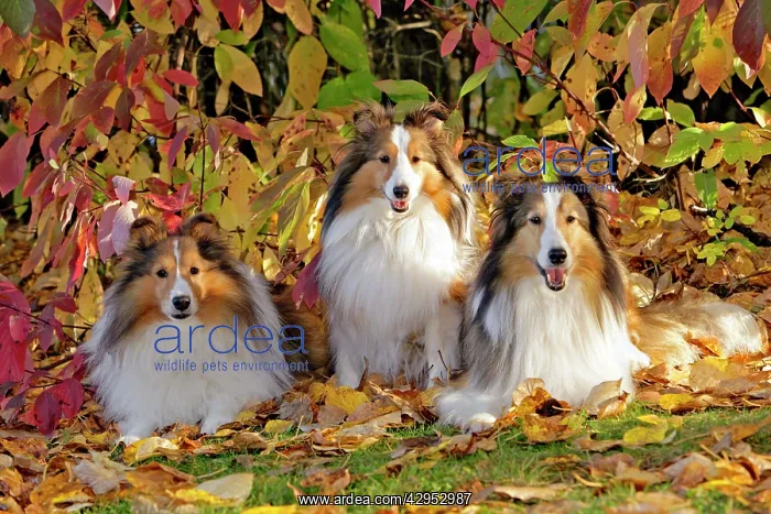 : Shetland Sheepdogs, three together by dogwood bushes : Shetland Sheepdogs, three together by dogwood bushes