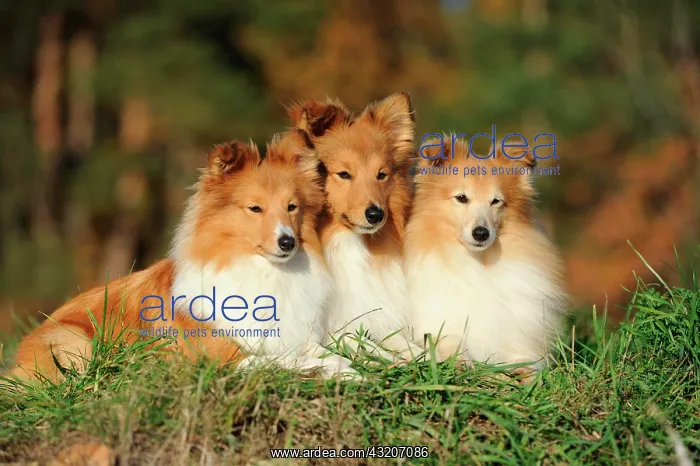 : Three Shetland Sheepdogs or Shelties, sable : Three Shetland Sheepdogs or Shelties, sable