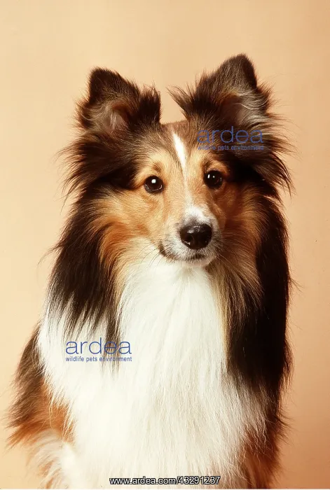 : Shetland / Sheltie Sheep DOG : Shetland / Sheltie Sheep DOG