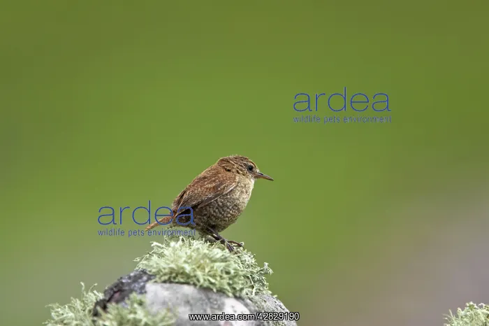 : Shetland Wren : Shetland Wren