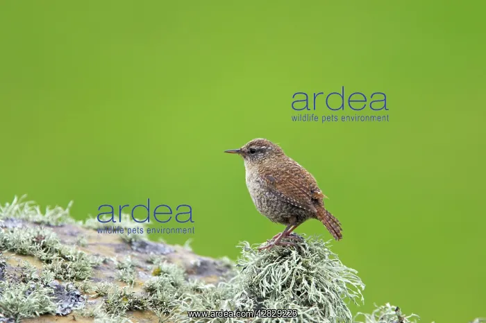 : Shetland Wren : Shetland Wren