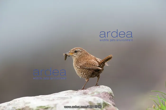 : Shetland Wren : Shetland Wren