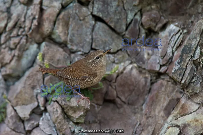  : Shetland Wren