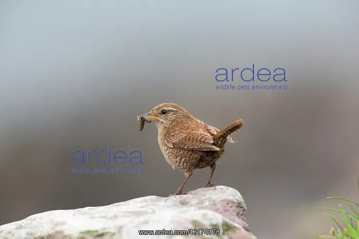 : Shetland Wren : Shetland Wren