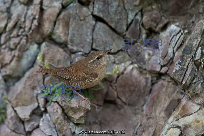 : Shetland Wren : Shetland Wren