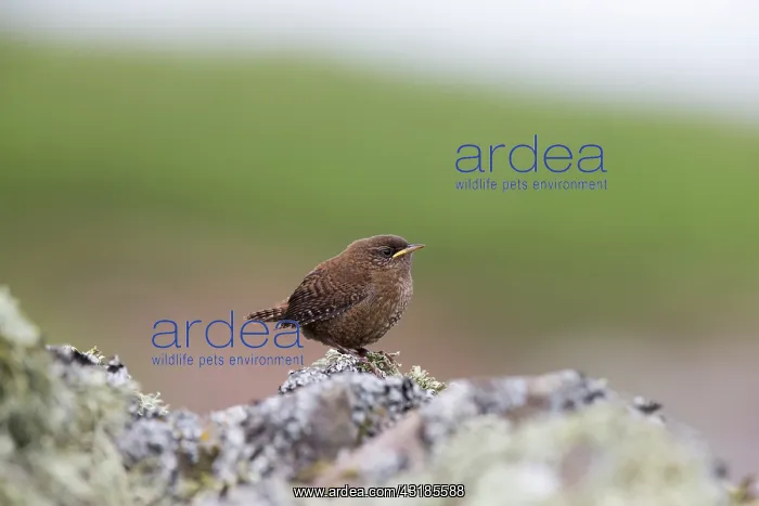 : Shetland Wren : Shetland Wren