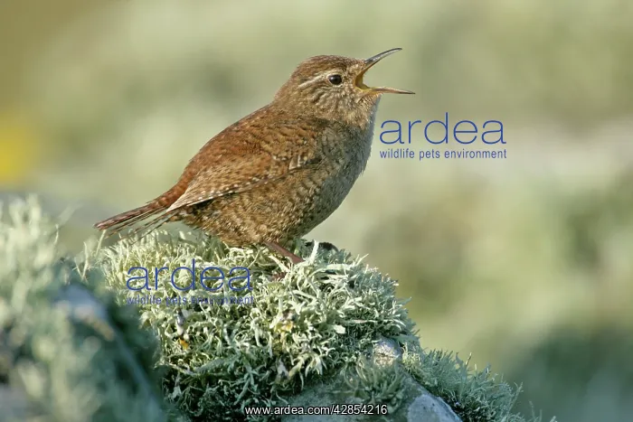  : Shetland wren - sitting on lichen-covered stone wall singing