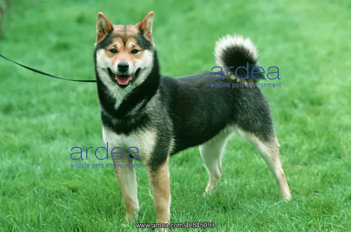 : SHIBA INU DOG on grass : SHIBA INU DOG on grass
