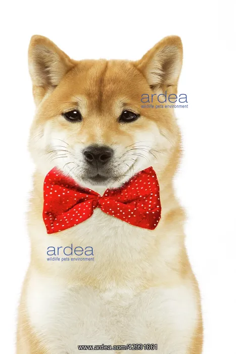 : Shiba Inu Dog, smiling wearing red bow tie : Shiba Inu Dog, smiling wearing red bow tie