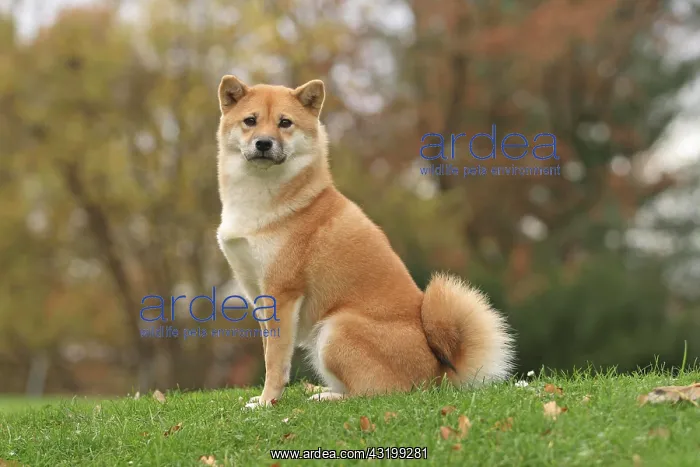 : Shiba Inu on a lawn Shiba Inu sitzt auf Wiese : Shiba Inu on a lawn Shiba Inu sitzt auf Wiese