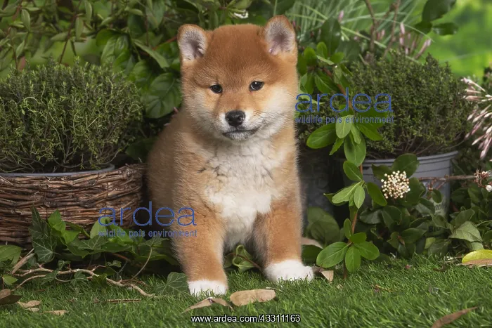 : Shiba Inu puppy outdoors in the garden : Shiba Inu puppy outdoors in the garden