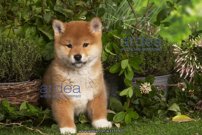: Shiba Inu puppy outdoors in the garden : Shiba Inu puppy outdoors in the garden