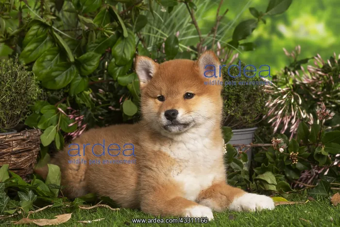 : Shiba Inu puppy outdoors in the garden : Shiba Inu puppy outdoors in the garden