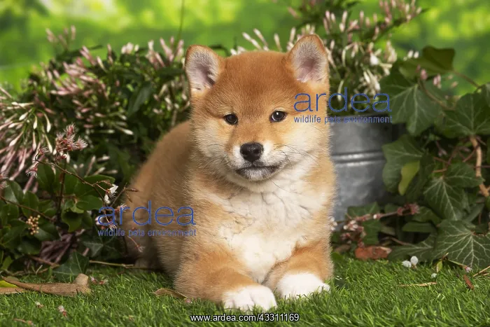 : Shiba Inu puppy outdoors in the garden : Shiba Inu puppy outdoors in the garden