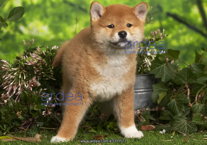 : Shiba Inu puppy outdoors in the garden : Shiba Inu puppy outdoors in the garden