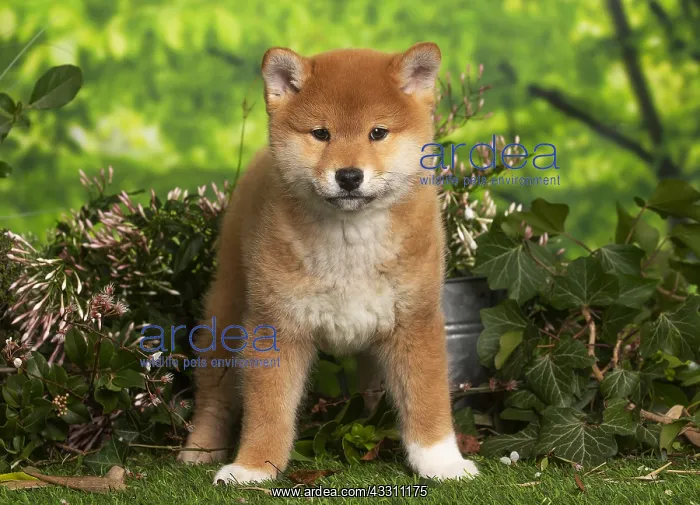 : Shiba Inu puppy outdoors in the garden : Shiba Inu puppy outdoors in the garden