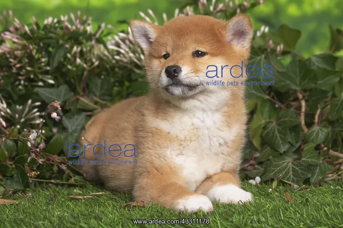 : Shiba Inu puppy outdoors in the garden : Shiba Inu puppy outdoors in the garden