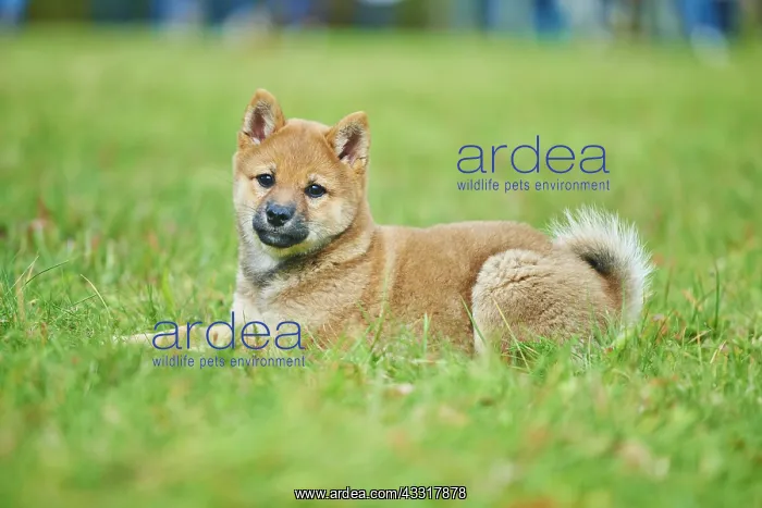  : Shiba, puppy lying in grass, Germany, Europe