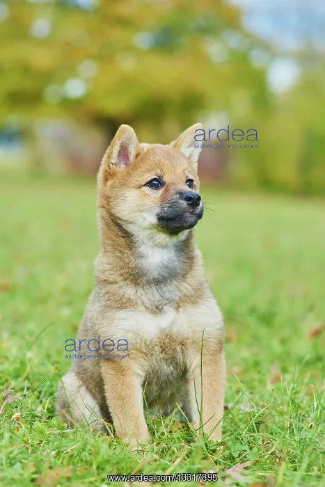 : Shiba, puppy sitting on a meadow, Germany, Europe : Shiba, puppy sitting on a meadow, Germany, Europe