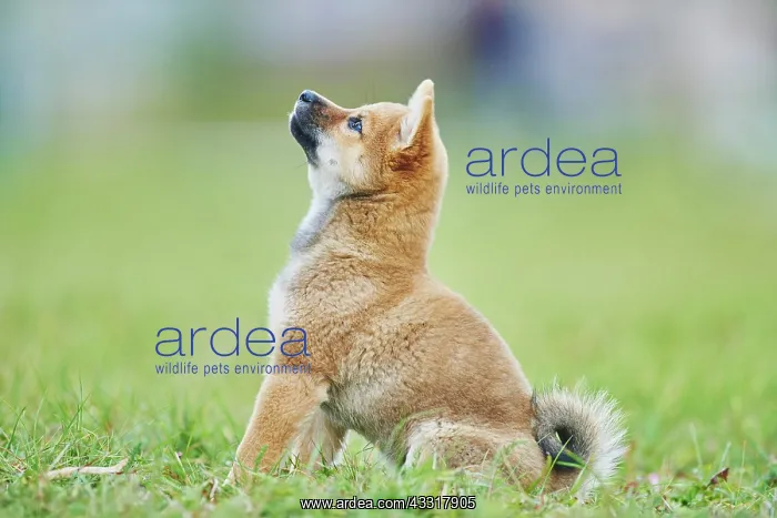 : Shiba, puppy sitting on a meadow, Germany, Europe : Shiba, puppy sitting on a meadow, Germany, Europe