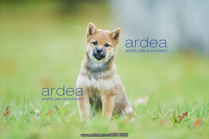 : Shiba, puppy sitting on a meadow, Germany, Europe : Shiba, puppy sitting on a meadow, Germany, Europe