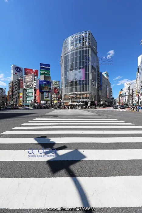 : Empty Shibuya pedestrian crossing in Shibuya : Empty Shibuya pedestrian crossing in Shibuya