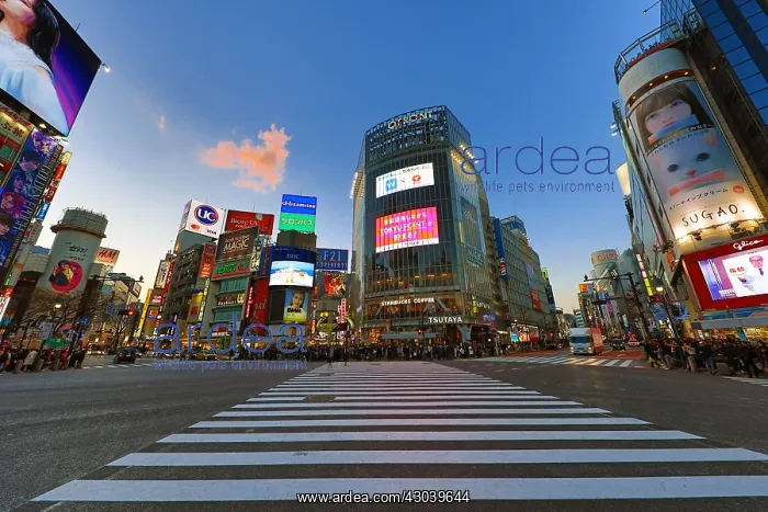 : Shibuya pedestrian crossing in Shibuya with lights : Shibuya pedestrian crossing in Shibuya with lights